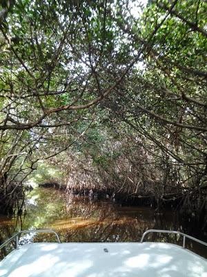 Caimán frito y cangrejos en Florida