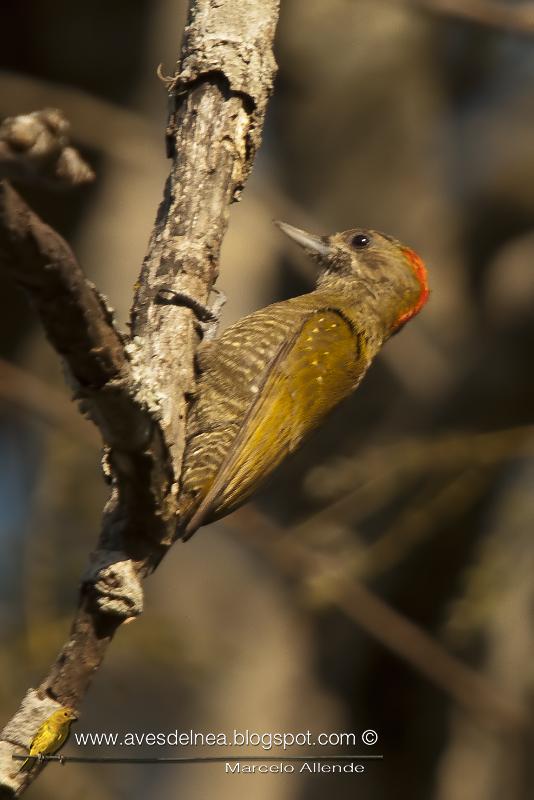 Carpintero oliva chico (Little woodpecker)