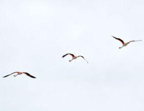 Mochileando por Chile. Día 12: Salar de Atacama y Valle de la Luna