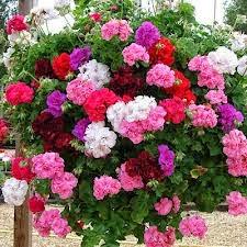 CÓMO SEMBRAR SEMILLAS DE GERANIO