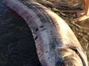 Segunda 'serpiente marina' varada semana California