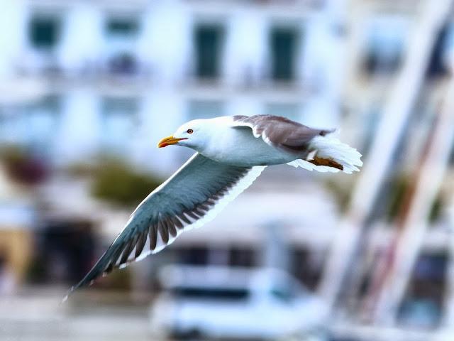 GAVIOTAS EN VUELO