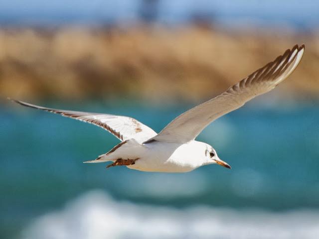 GAVIOTAS EN VUELO