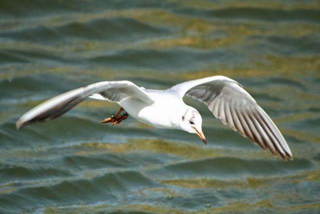 GAVIOTAS EN VUELO