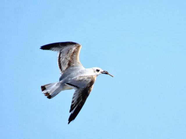 GAVIOTAS EN VUELO