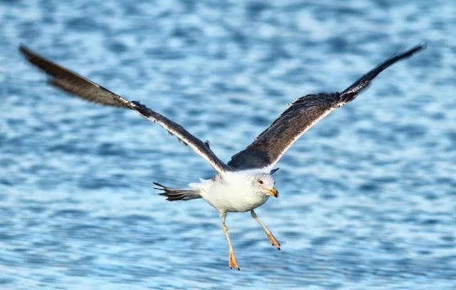 GAVIOTAS EN VUELO