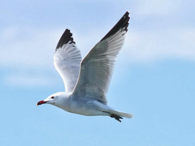 GAVIOTAS EN VUELO