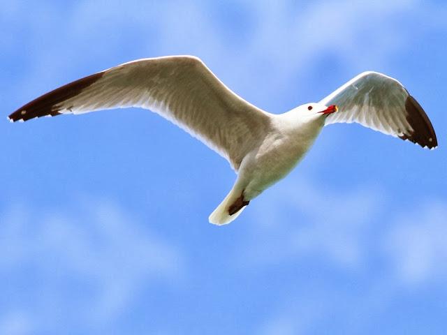 GAVIOTAS EN VUELO