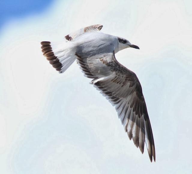 GAVIOTAS EN VUELO