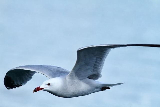 GAVIOTAS EN VUELO