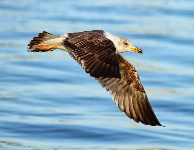 GAVIOTAS EN VUELO