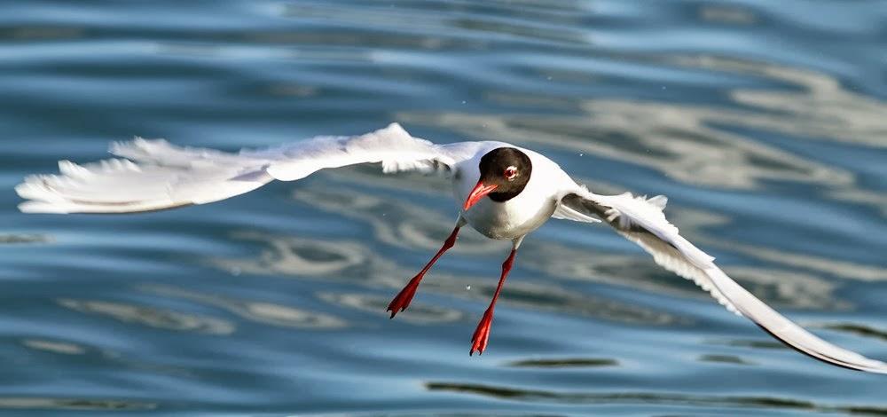 GAVIOTAS EN VUELO