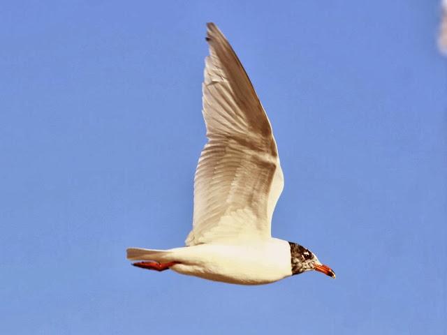 GAVIOTAS EN VUELO