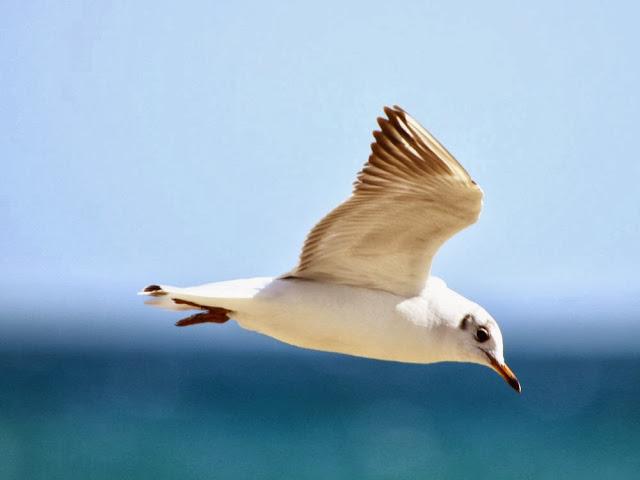 GAVIOTAS EN VUELO