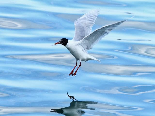 GAVIOTAS EN VUELO