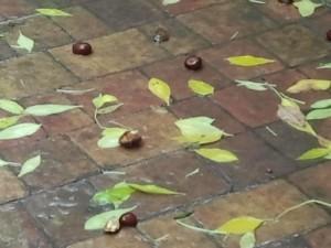 2012-10-20-12_36_56-500x375 Semana del 14 al 20 de Octubre