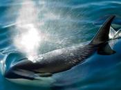 ¿Sofocos aguas frías? orcas experimentan menopausia