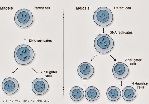 Mitosis y meiosis en la teoría del plasma germinal