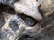 cráneo hallado Georgia sugiere hace millones años solo había especie humana