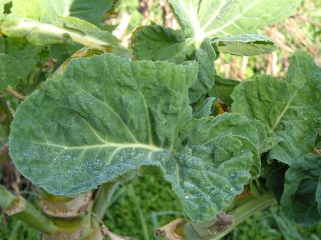 CALDO DE BERZA  Y TORTILLA DE  PATATA  ---CUMPLIENDO PETICIONES  Y LA COSECHA DE ESTE AÑO DE MI HUERTA ........