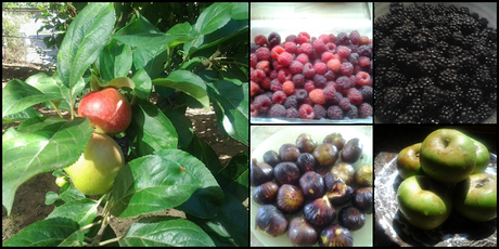 CALDO DE BERZA  Y TORTILLA DE  PATATA  ---CUMPLIENDO PETICIONES  Y LA COSECHA DE ESTE AÑO DE MI HUERTA ........