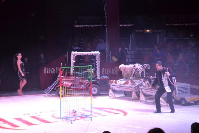 bcncolours_circoalegria11