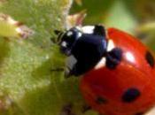 ENTORNO NATURAL. Coccinella septempunctata Mariquita siete puntos 21/10/2013