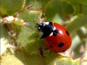 Coccinella septempunstata mariquita megustaelmedionatural