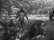 Homo "cooperans"