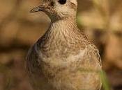 Chorlito carambolo Cantabria