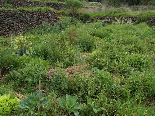 Cultivo planeado según las criterios de la permacultura