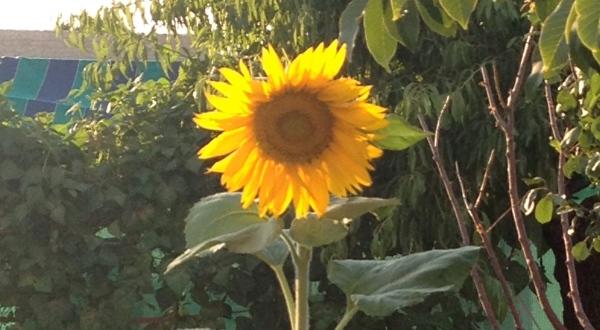 Girasol procedente de agricultura ecológica