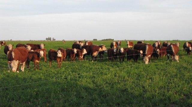 Las explotaciones ganaderas tienen a mejorar en el cuidado del animal