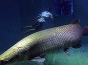 'Armadura' repele mordedura feroz piraña