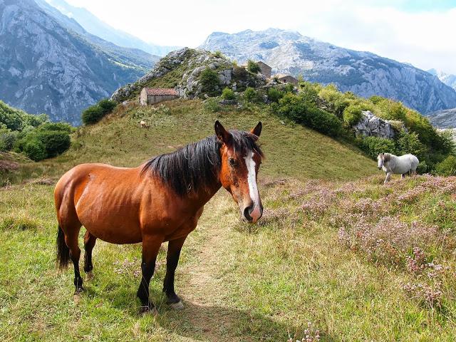 circular al valdominguero