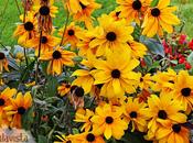 flores amarillas germánicas