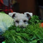 golosinas naturales que le encantarán a tu perro