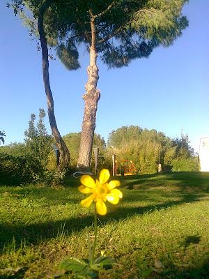 SOLITARIA FLOR RESPLANDECIENTE Solitaria y frágil flor il...