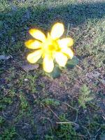 SOLITARIA FLOR RESPLANDECIENTE Solitaria y frágil flor il...