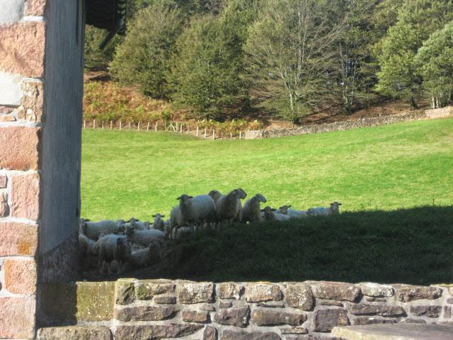 Un paseo otoñal....