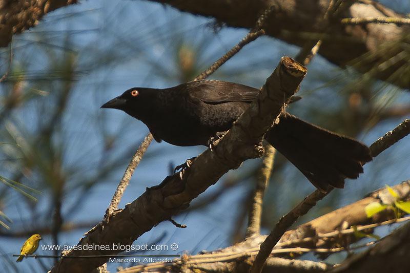 Tordo gigante (Giant-cowbird) Molothrus oryzivorus