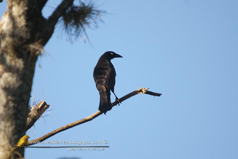 Tordo gigante (Giant-cowbird) Molothrus oryzivorus