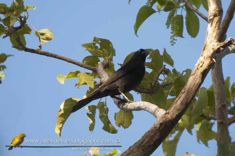 Tordo gigante (Giant-cowbird) Molothrus oryzivorus