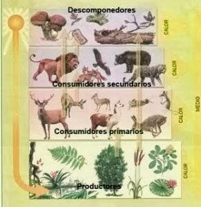 ¿QUÉ ES UN ECOSISTEMA?