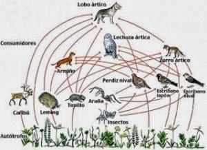 ¿QUÉ ES UN ECOSISTEMA?
