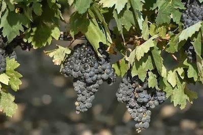 Rioja Alavesa, ruta de vino y más.