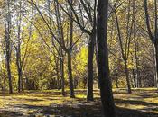 Androidografia Barakaldo CCCLIII. Bosque