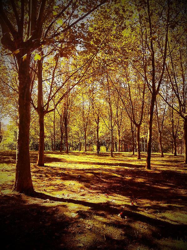 Androidografia Barakaldo 1542