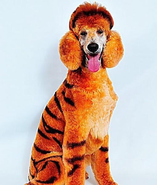 MDV: Toy-Boys - Perros de Colores