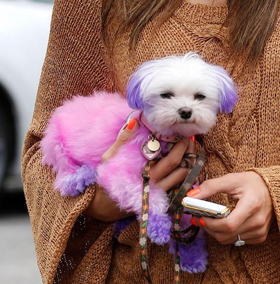 MDV: Toy-Boys - Perros de Colores